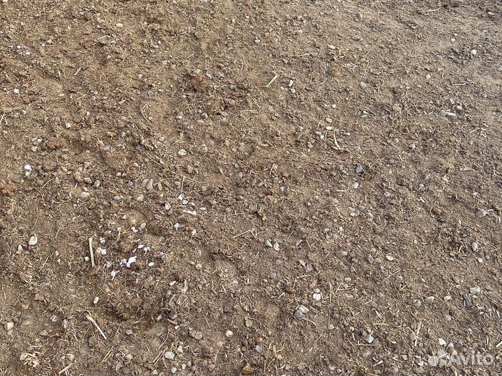 Коровы и телки