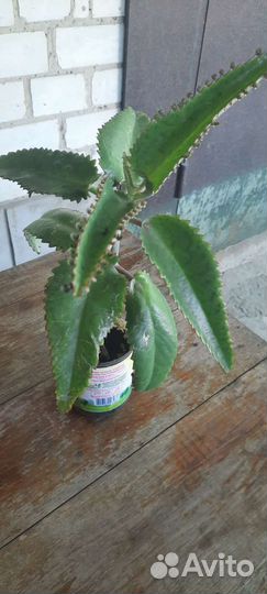 Каланхоэ лечебное