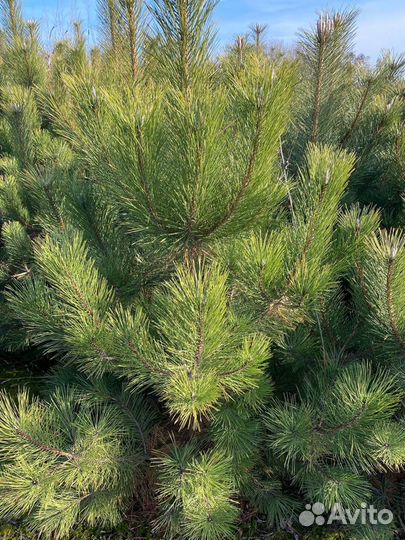 Сосна черная (Щёлково )