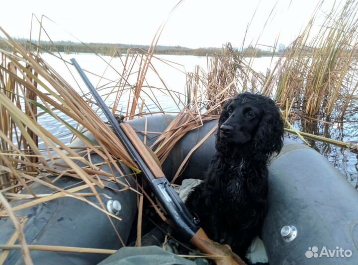 Спаниель.Вязка