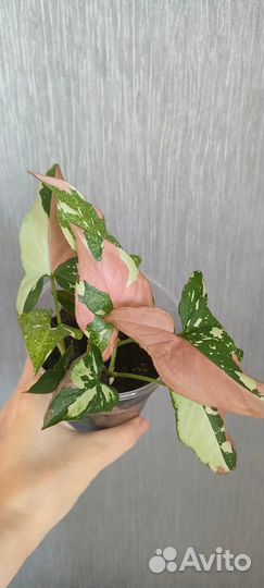 Сингониум ред спот триколор