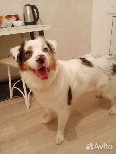 Передержка любых домашних животных