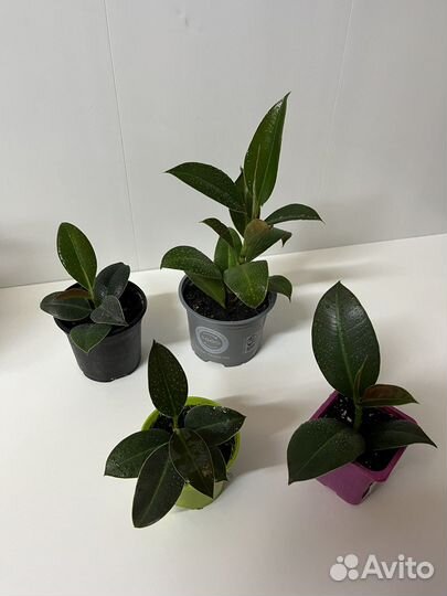 Фикус эластика