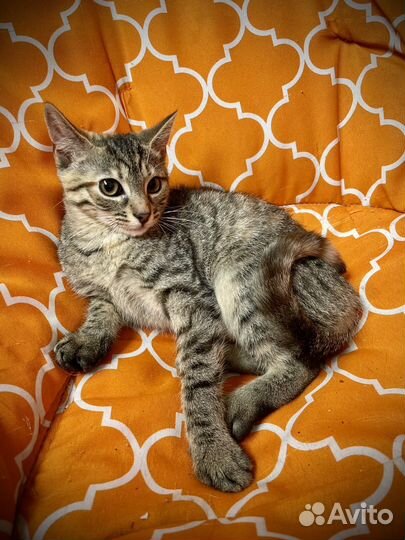 Три шикарные девочки 3 мем в дар (стерилизованы)