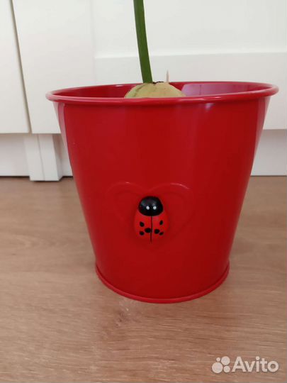 Авокадо, Сциндапсус, Роициссус, Мох дек./привезу