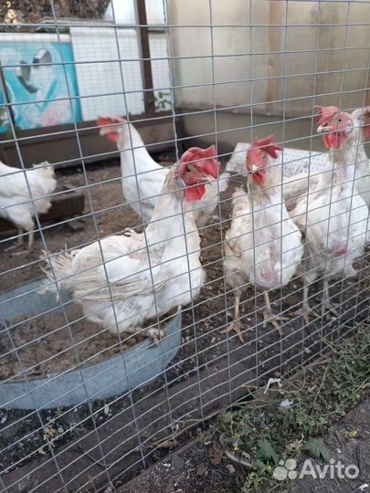Куры несушки