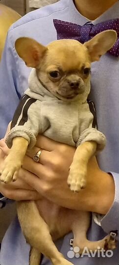 Толстовка для собак мелких пород и кошек