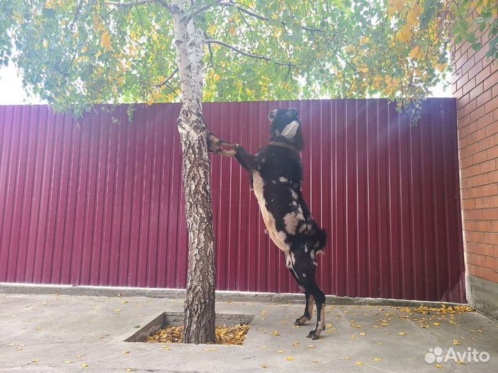 Англо нубийские козы,козлята