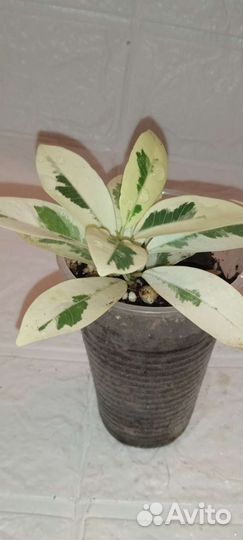 Фикусы редкие сорта