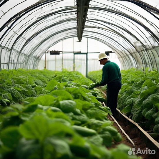 Сборщик огурцов в теплицу.Вахта Санкт-Петербург