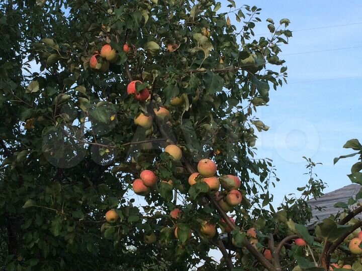 Дом 56 м² на участке 25 сот.