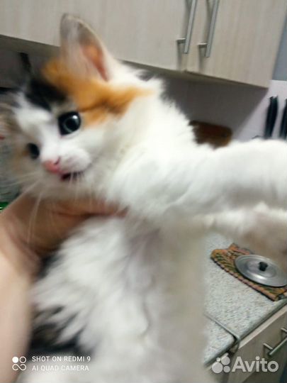 Кошка