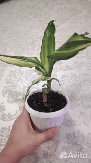 Комнатные растения