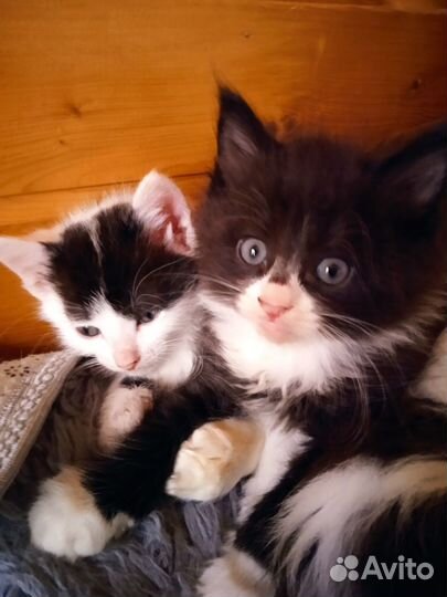 Отдам котика