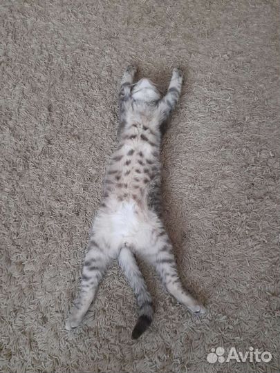 Кот Симба британский - Шотландский 2,5 года