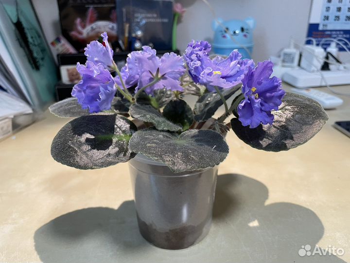 Фиалки ек-Морской Волк и Снежная Королева