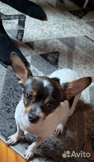 Мини той-терьер щенки