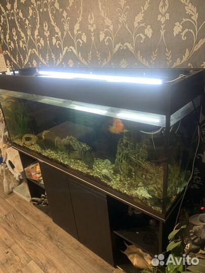 Аквариум с тумбой 500 литров