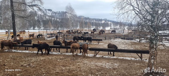 Жеребята на откорме