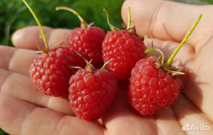 Саженцы малины