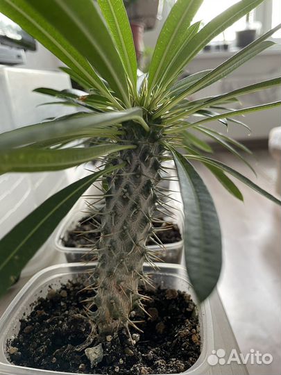 Похиподиум