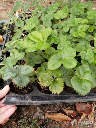 Рассада клубники