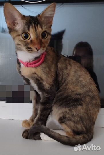 Шикарная трёхцветная кошечка на счастье