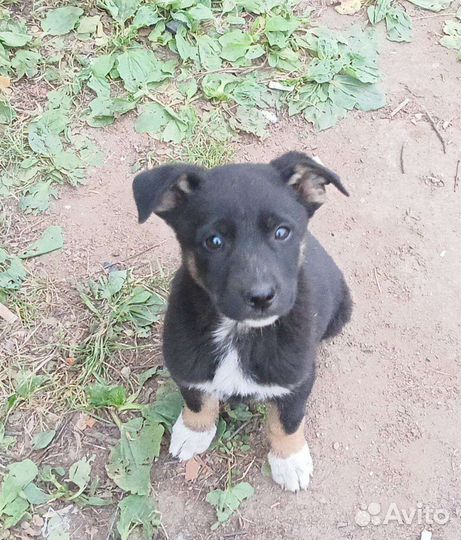 Собака в добрые руки отдам бесплатно