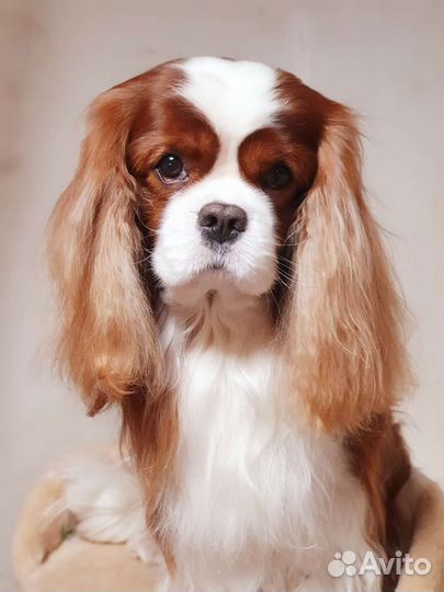 Кавалер Кинг Чарльз спаниель вязка