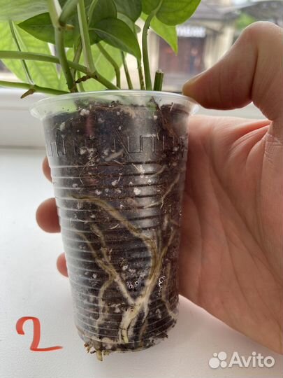 Эпипремнум себу блю