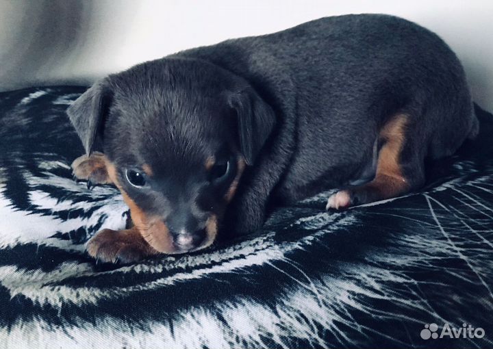 Той-терьер вязка