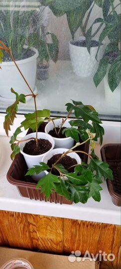 Циссус березка