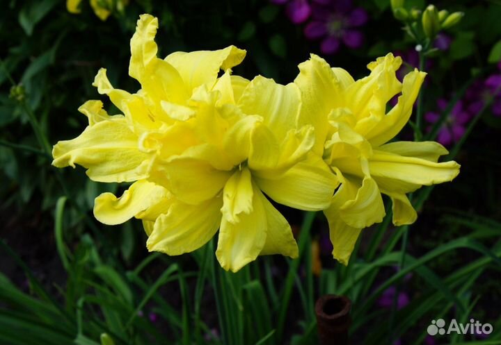 Лилейники махровые