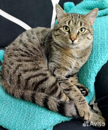 Васька отличный крысолов