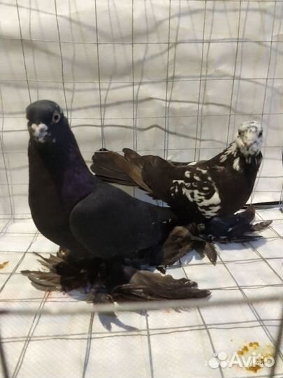 Голуби узбекские