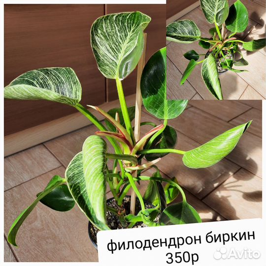 Кодиеум, филодендрон, монстера, аглаонема