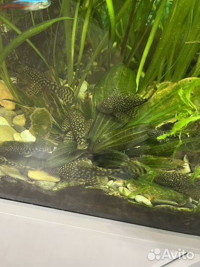 Анциструсы