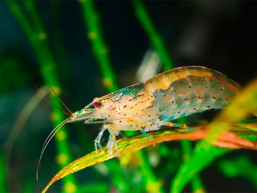 Креветка Амано (Caridina multidentata)