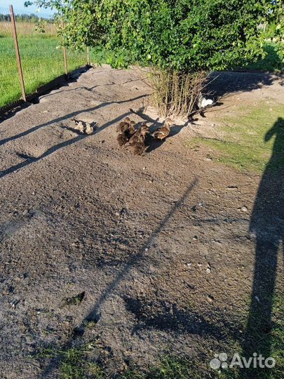 Подсадные утки. Молодняк