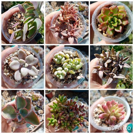 Суккуленты