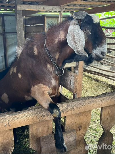 Англо нубийский козел