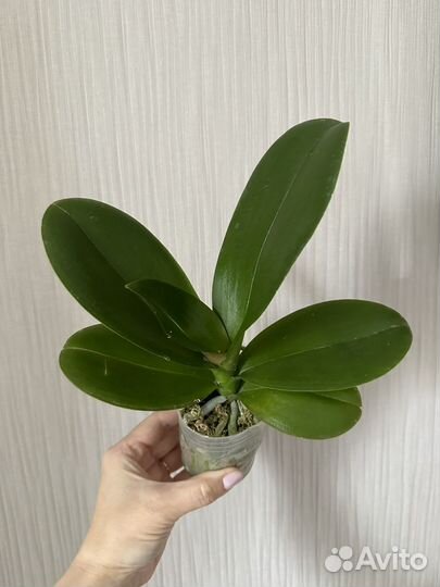 Орхидея фаленопсис Единорог