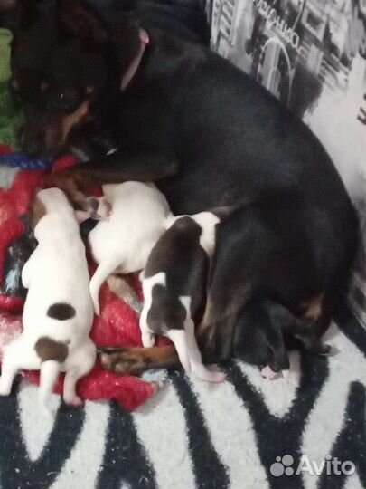 Маленькая собака