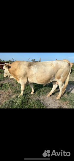 Бык сементал