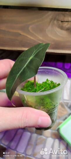 Алоказия полли