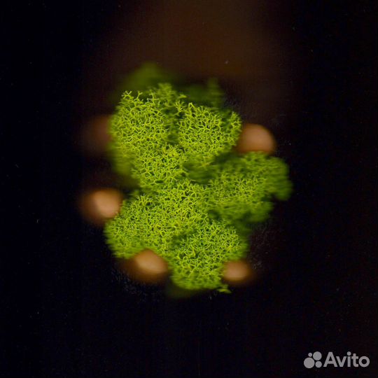 Стабилизированный мох, Оливковый