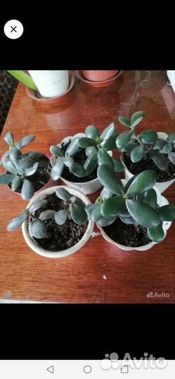 Каланхое и толстянка