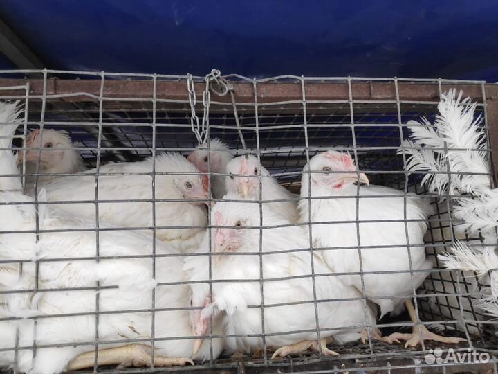 Куры Несушки