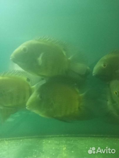 Живая рыба