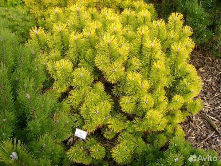 Pinus mugo Zundert 30-40см